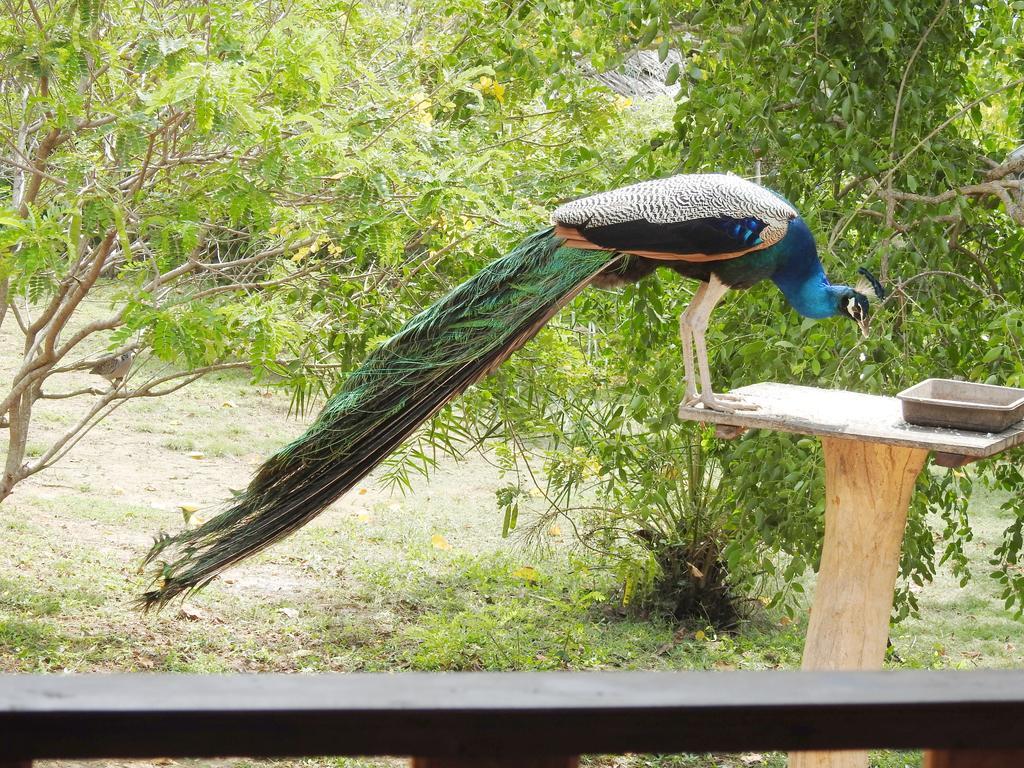 Eagles Nest Cabanas Tangalle Eksteriør bilde